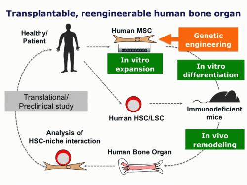 Transplantable human bone organ.jpg