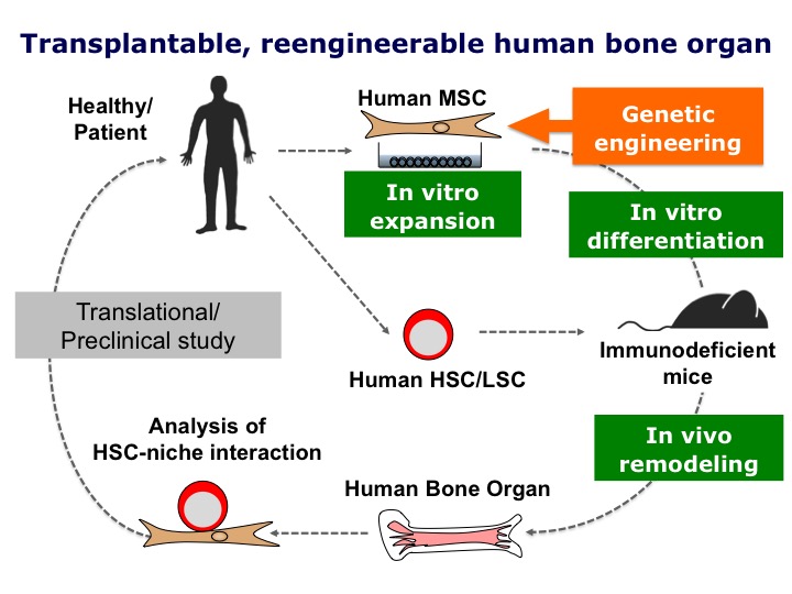 http://ircms2.ssrd.jp/research/hitoshi_takizawa/images/Transplantable%20human%20bone%20organ.jpg