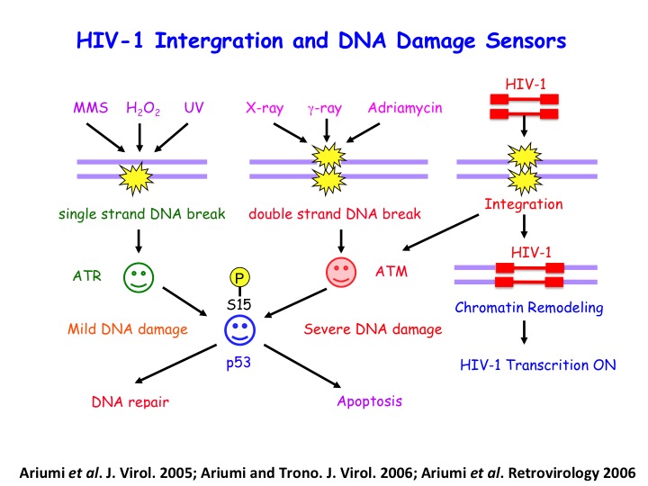 DNA damage sensors.jpgのサムネイル画像