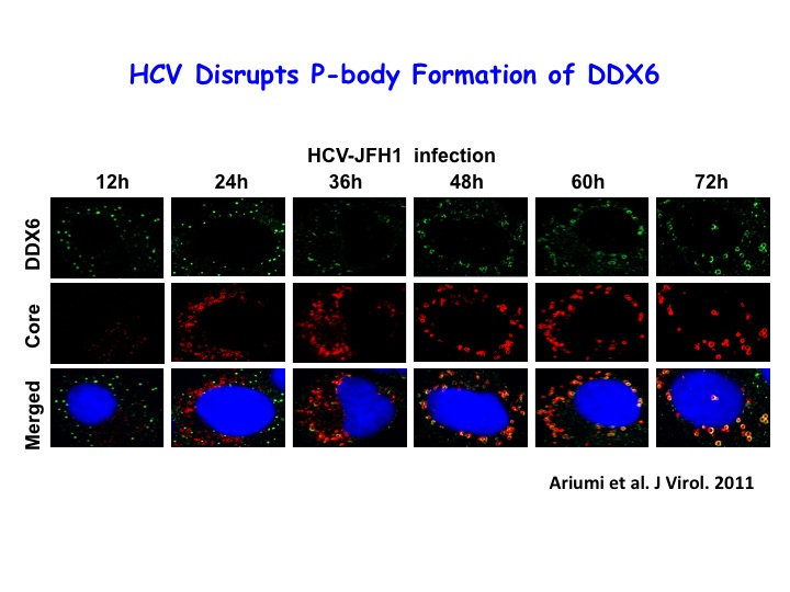 HCV P-body.jpgのサムネイル画像