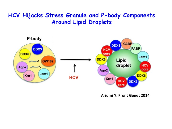 HCV PB SG.jpg