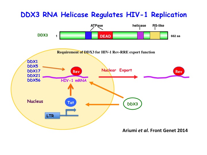 HIV DDX.jpgのサムネイル画像