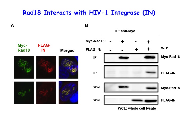 Rad18 HIV.jpgのサムネイル画像